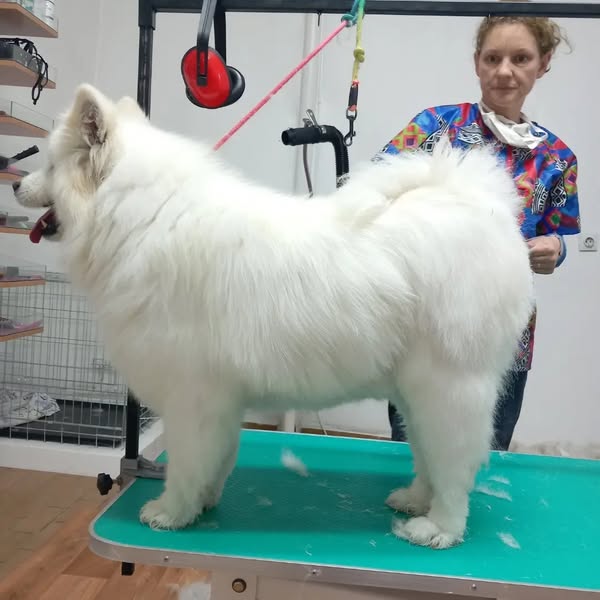 Pas posle šišanja 3