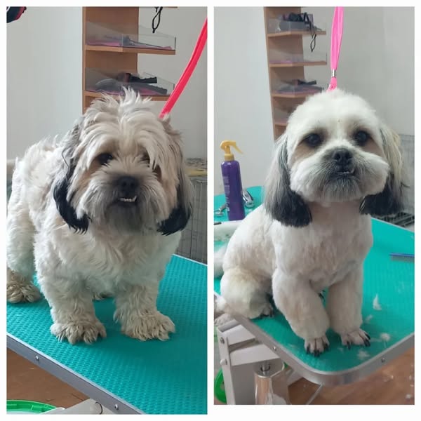 Pas posle šišanja 4