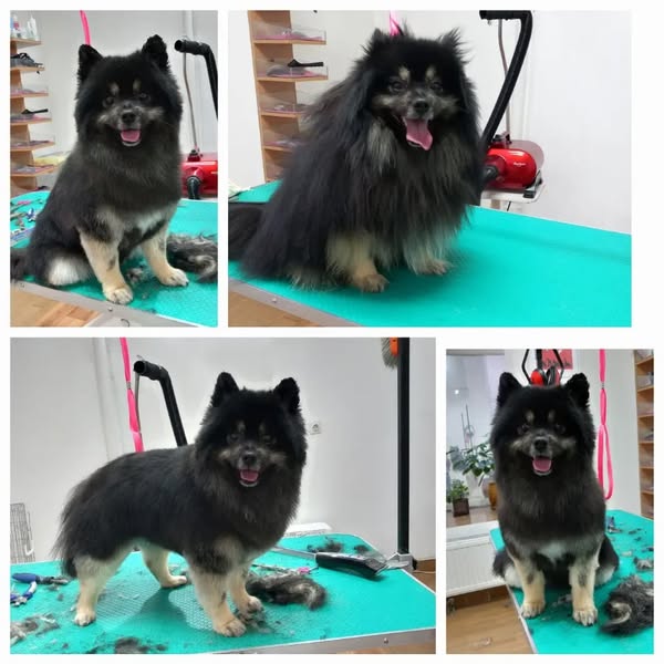 Pas posle šišanja 5